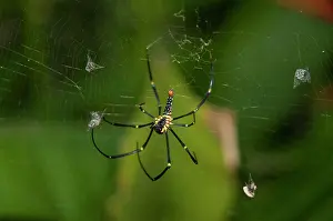 Webs: Golden Weaver Spider Golden Weaver Spider Female with F