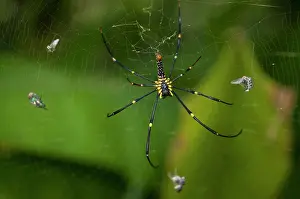 Webs: Golden Weaver Spider Golden Weaver Spider Female with F