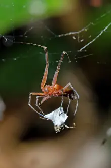 Weaver: Golden Weaver Spider with prey
