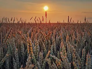Wheat: Golden wheat field in sunset light. Beautiful Rural
