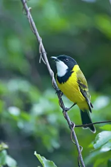 Pectoralis: Golden Whistler / Golden-breasted Whistler / White-throated