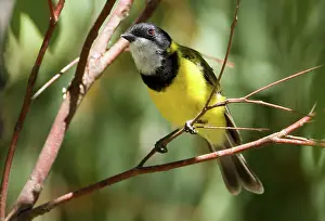 Pectoralis: Golden Whistler - male