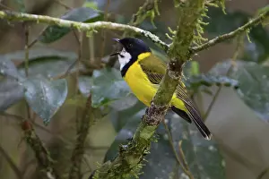 Pectoralis: Golden Whistler male calling perched on a small branch