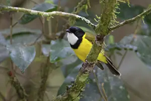 Pectoralis: Golden Whistler male perched on a small branch in trop