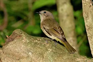 Pectoralis: Golden Whistler male (subspecies where the male