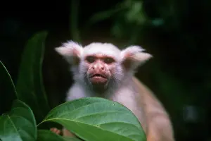 Mico: Golden-white tassel-ear marmoset
