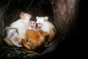 Mico: Golden-white Tassel-ear Marmoset - family group