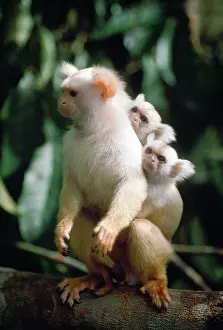 Callithrix: Golden White Tassel-ear Marmoset - male carrying