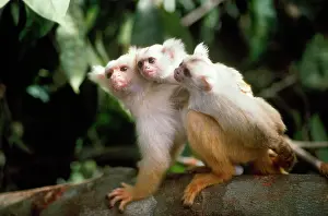 Eared: Golden-white Tassel-ear Marmoset - male carying