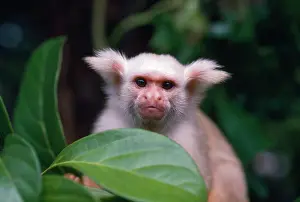 Callithrix: Golden-white Tassel-eared Marmoset