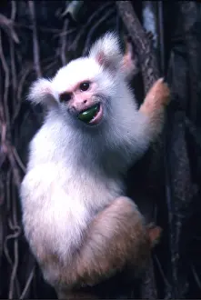 Marmoset: GOLDEN WHITE TASSEL EARED MARMOSET