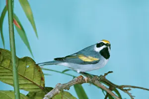 John Dunning: Golden-Winged WARBLER