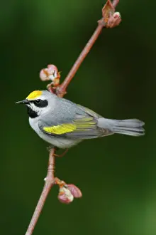Chrysoptera: Golden-winged Warbler