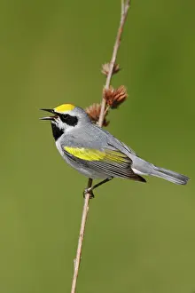 Chrysoptera: Golden-winged Warbler