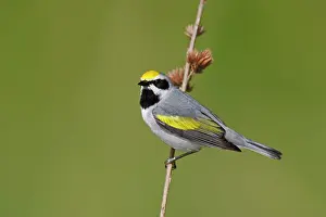 Chrysoptera: Golden-winged Warbler