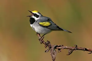 Chrysoptera: Golden-winged Warbler