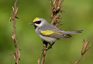 Chrysoptera: Golden-winged Warbler