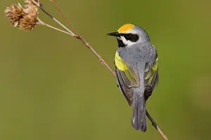 Chrysoptera: Golden-winged Warbler