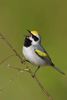 Chrysoptera: Golden-winged Warbler
