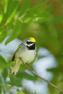 Chrysoptera: Golden-winged Warbler
