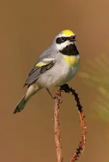Chrysoptera: Golden-winged Warbler - This individual is probably