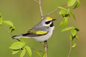 Chrysoptera: Golden-winged Warbler - Perched on branch