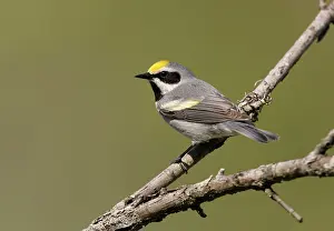 Chrysoptera: Golden-winged Warbler - Probably an impure bird