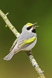 Chrysoptera: Golden-winged Warbler - Singing from branch