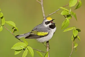 Chrysoptera: Golden-winged Warbler - Singing from branch