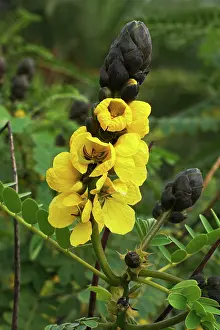 Wonders: Golden Wonder