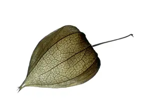 Gooseberry: Goldenberry