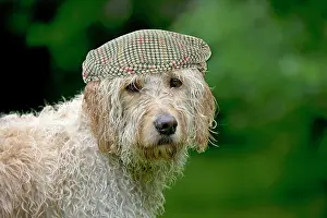 Goldendoodle: Goldendoodle Dog, wet, wearing flat cap hat