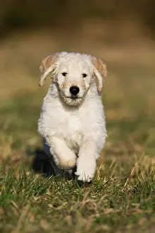 Goldendoodle: Goldendoodle running in meadow, puppy, dog crossbreed