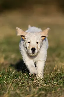 Goldendoodle: Goldendoodle running in meadow, puppy, dog crossbreed