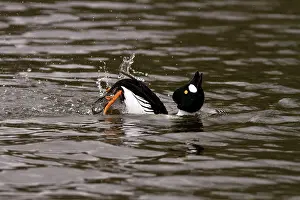 Clangula: Goldeneye