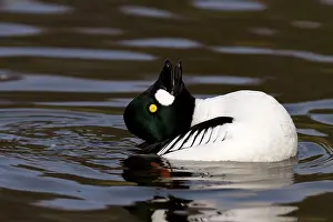 Clangula: Goldeneye