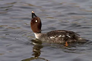 Clangula: Goldeneye