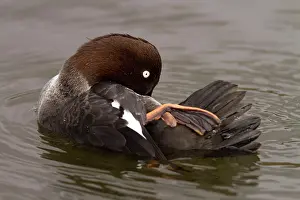 Goldeneye: Goldeneye