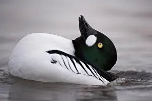 Goldeneye: Goldeneye adult male duck (Bucephala clangula) performing