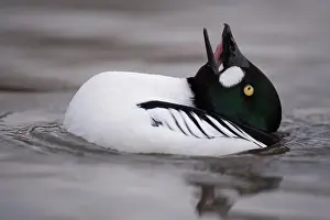 Goldeneye: Goldeneye adult male duck (Bucephala clangula) performing
