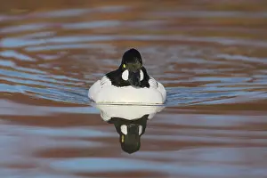 Goldeneyes: Goldeneye - Drake