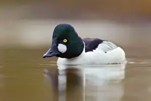 Whistler: Goldeneye - drake in winter