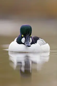 Whistler: Goldeneye - drake in winter