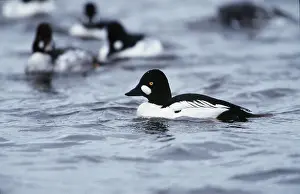 Goldeneye: GOLDENEYE DUCK - group on water