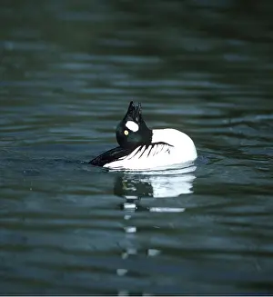 Goldeneyes: Goldeneye Duck - with head back, displaying, on water