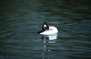 Goldeneye: GOLDENEYE DUCK - head back, displaying, on water
