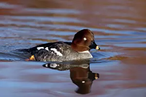 Clangula: Goldeneye - Female