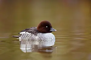 Whistler: Goldeneye - female in winter