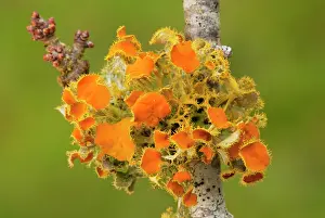 Blackthorns: Goldeneye Lichen - on blackthorn twig