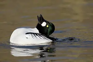 Goldeneye: Goldeneye male displaying winter